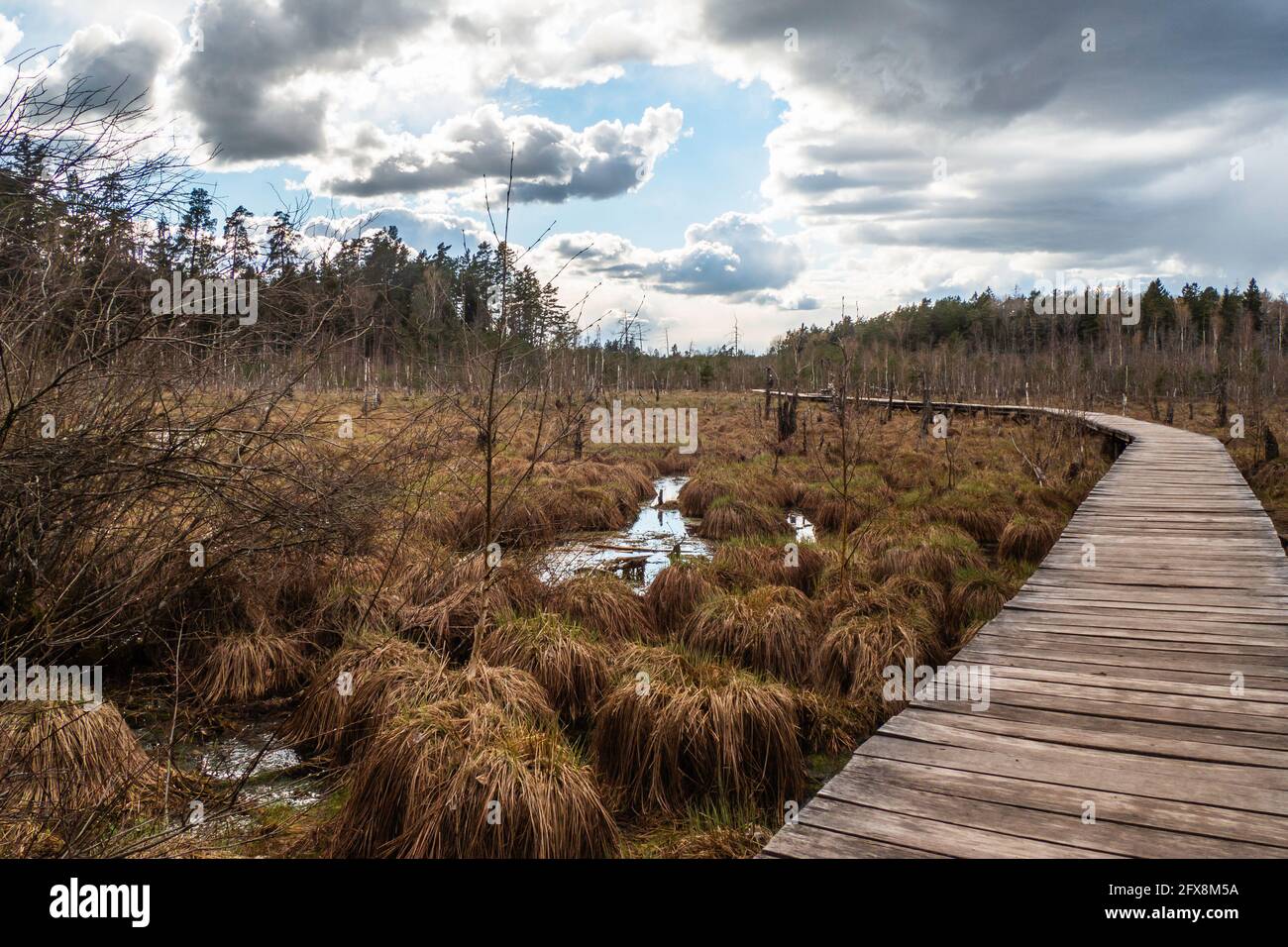 Swamp Walk Way Ecology of swamp hi-res stock photography and images - Alamy