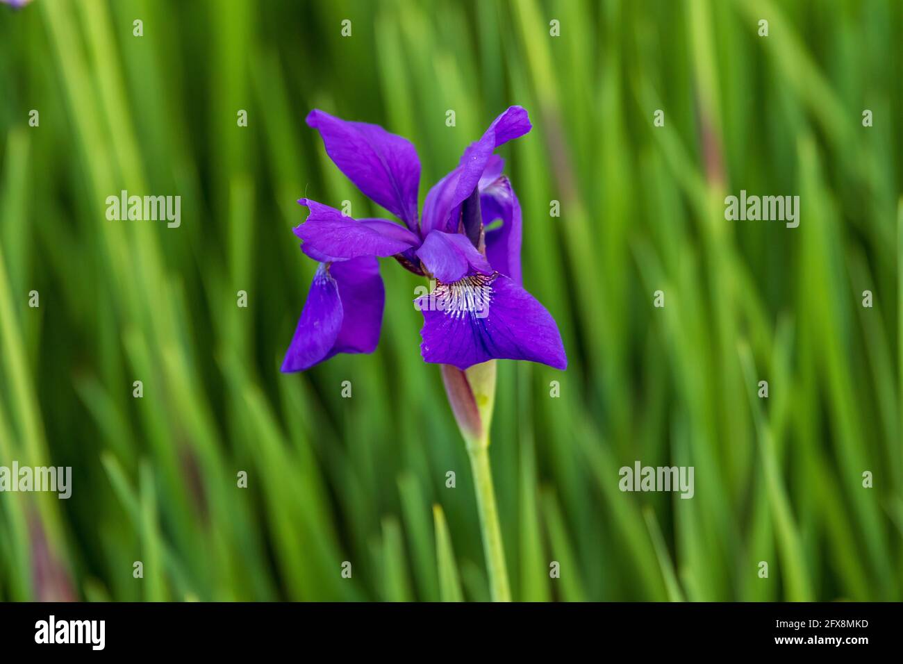 a number of Japanese Iris blooms in the garden Stock Photo