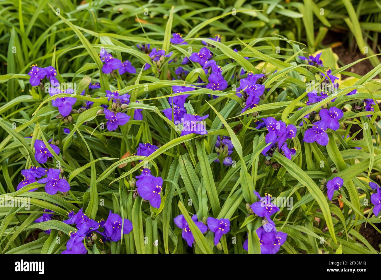 a purple Widows Tears plant in the garden in the morning Stock Photo