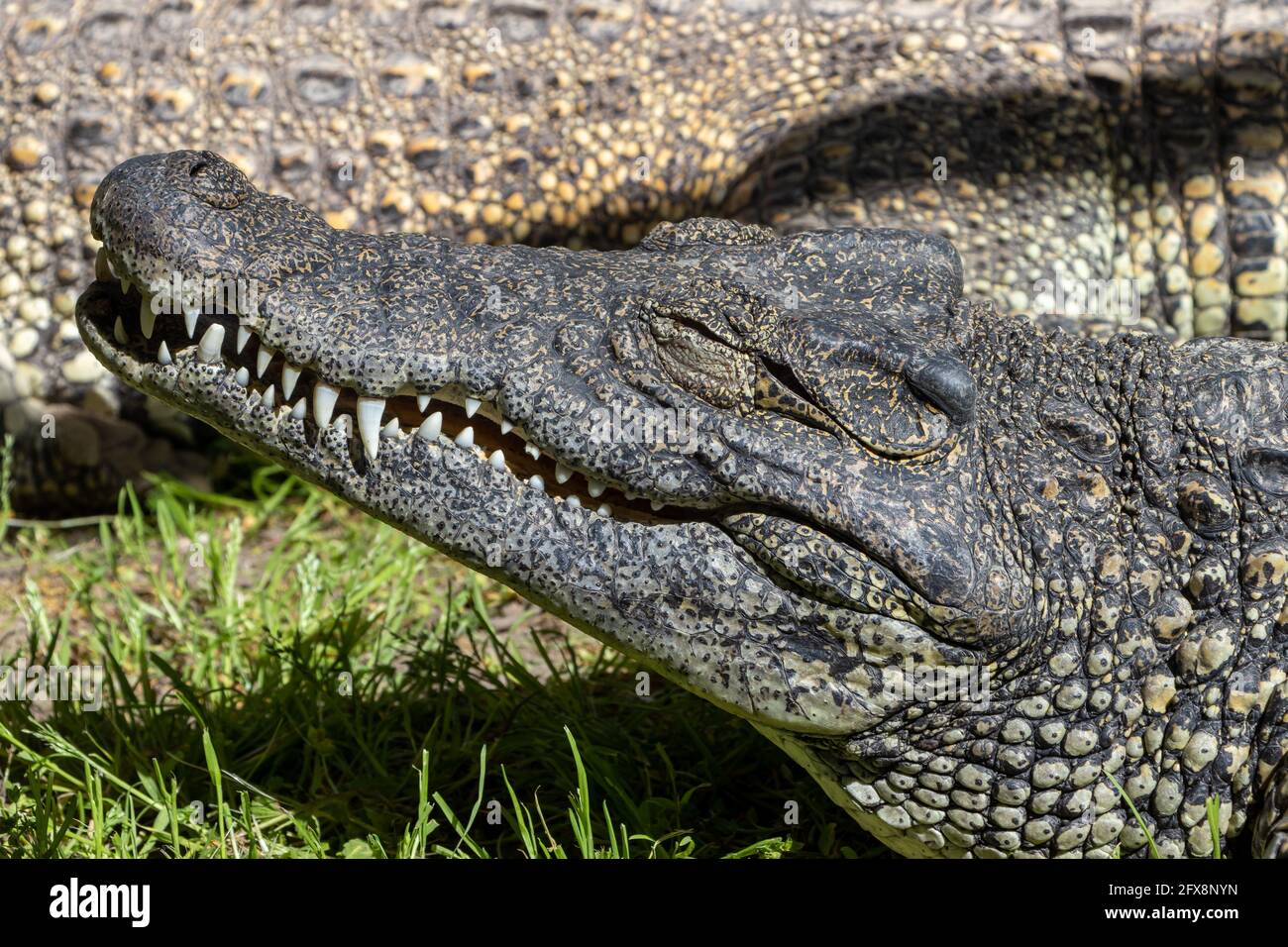 The Cuban crocodile (Crocodylus rhombifer), small species of crocodile