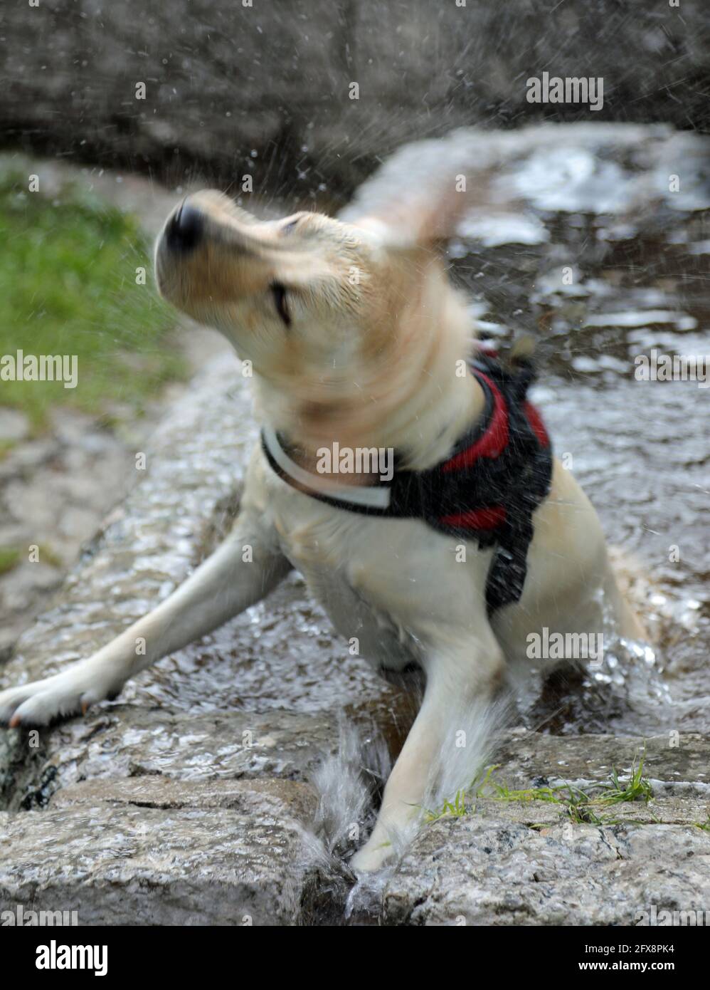 white labrador dog drying himself by shaking his head quickly after