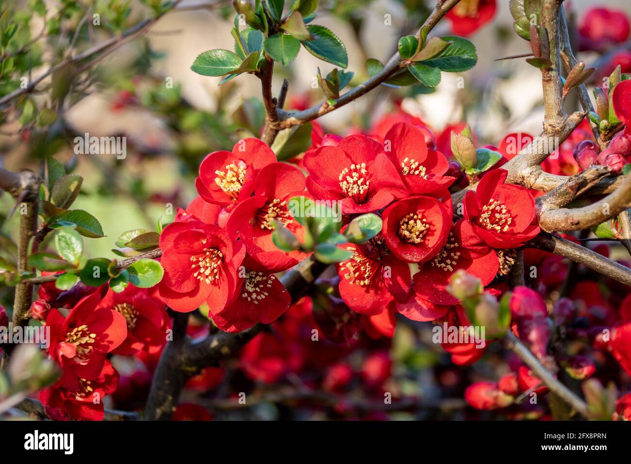 Bright red flowers of a Flowering quince, Chaenomeles speciosa, shrub.  a thorny deciduous or semi-evergreen shrub also known as Japanese quince or Ch Stock Photo