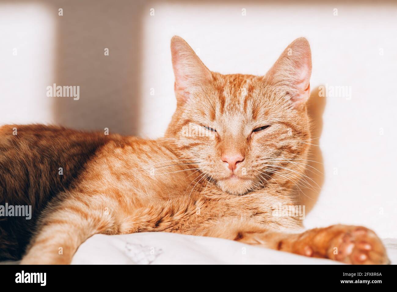 Cute ginger cat sleeps on the bed Stock Photo - Alamy
