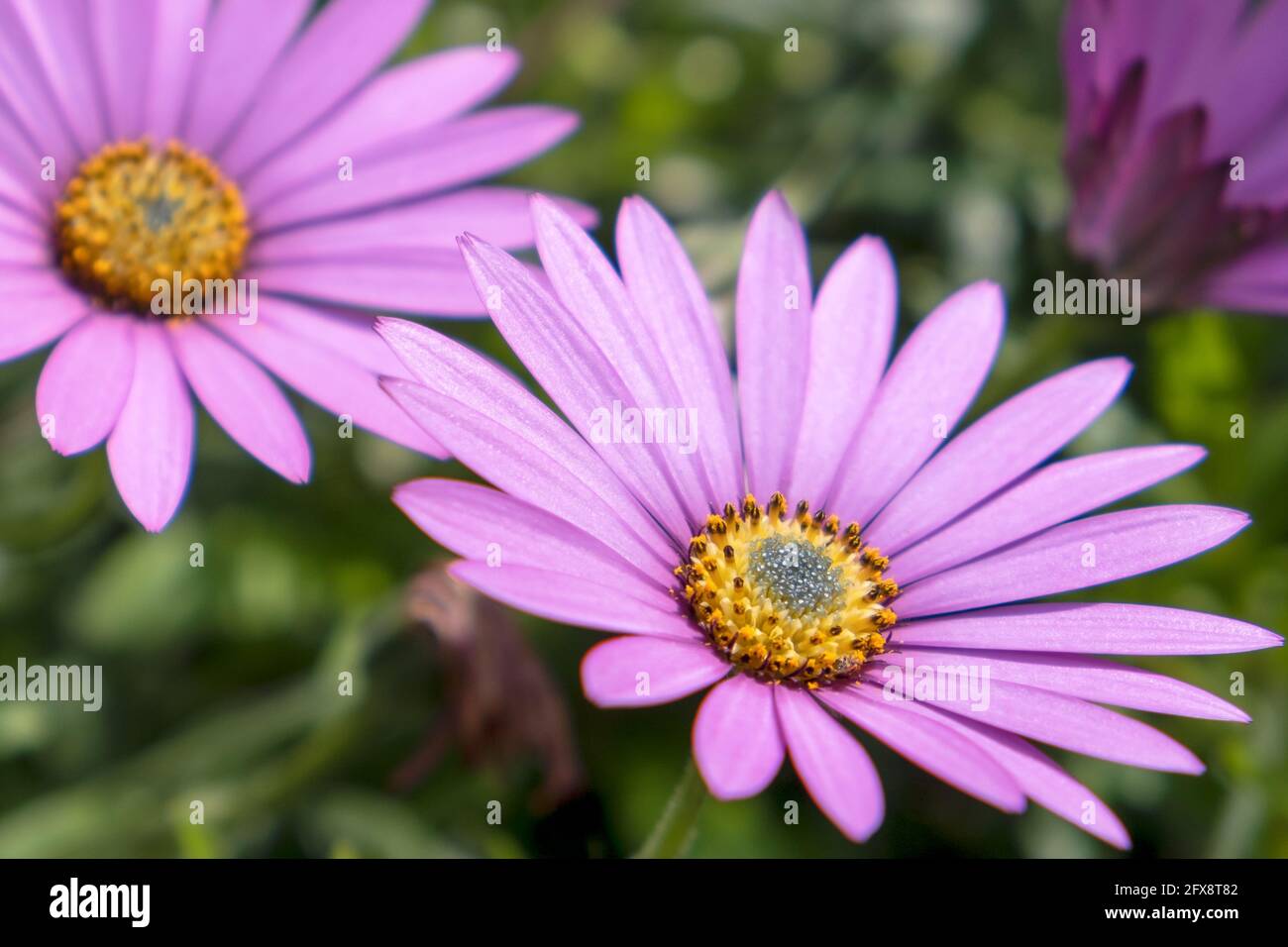 Hardy plant in UK, England, flowers early summer with daisy like flowers and yellow middle Stock Photo