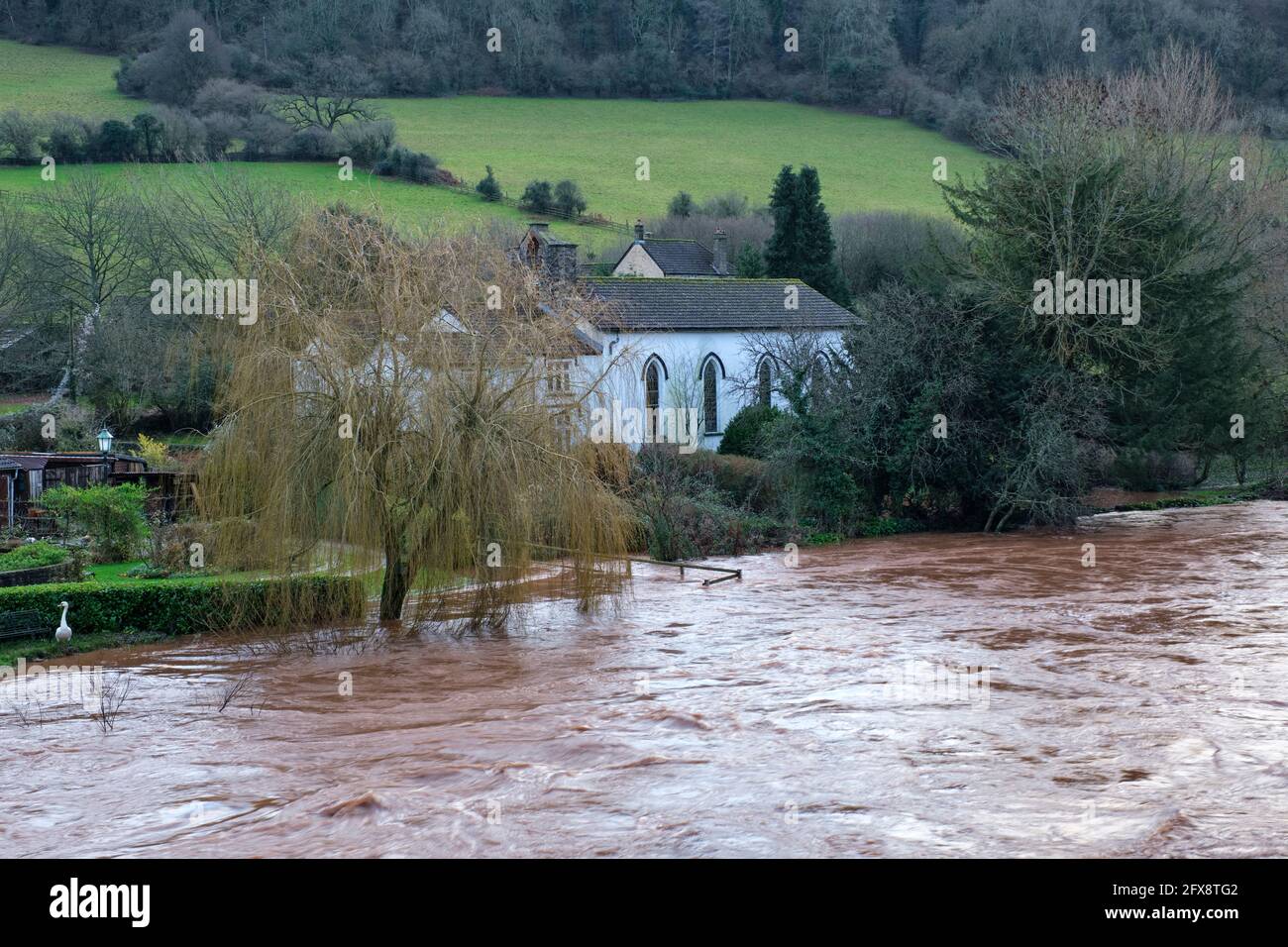The river Wye in spate at Brockweir. Stock Photo