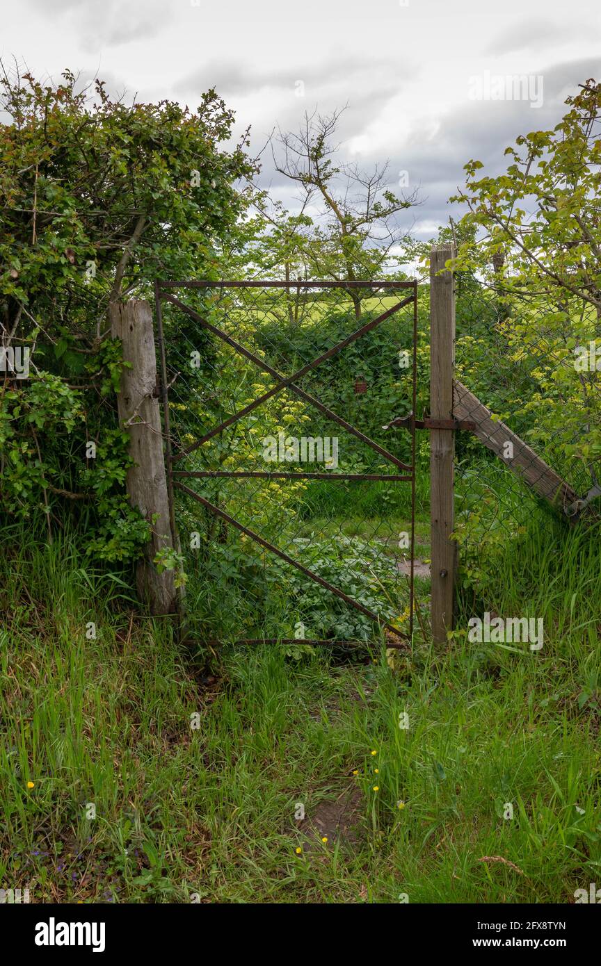 Closed tall old metal gate with overgrown bushes all around. Stock Photo
