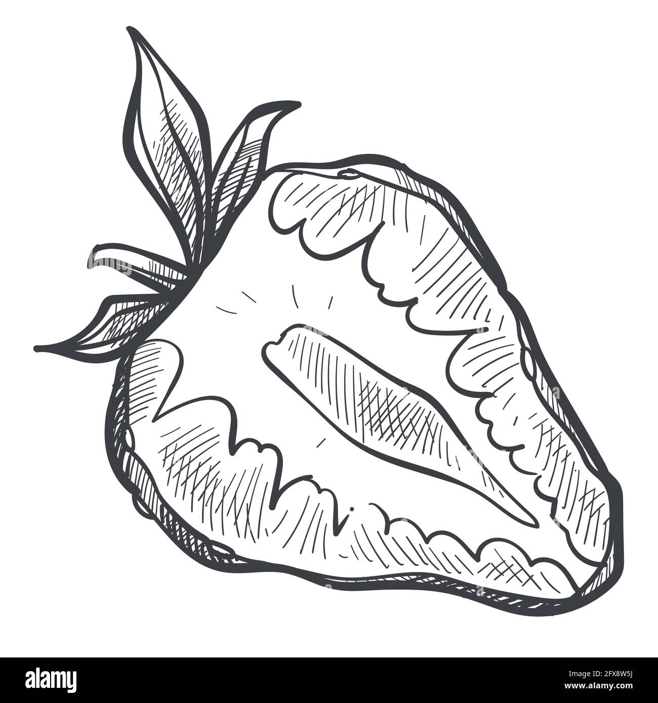 Strawberry berry cut in half, monochrome sketch Stock Vector Image