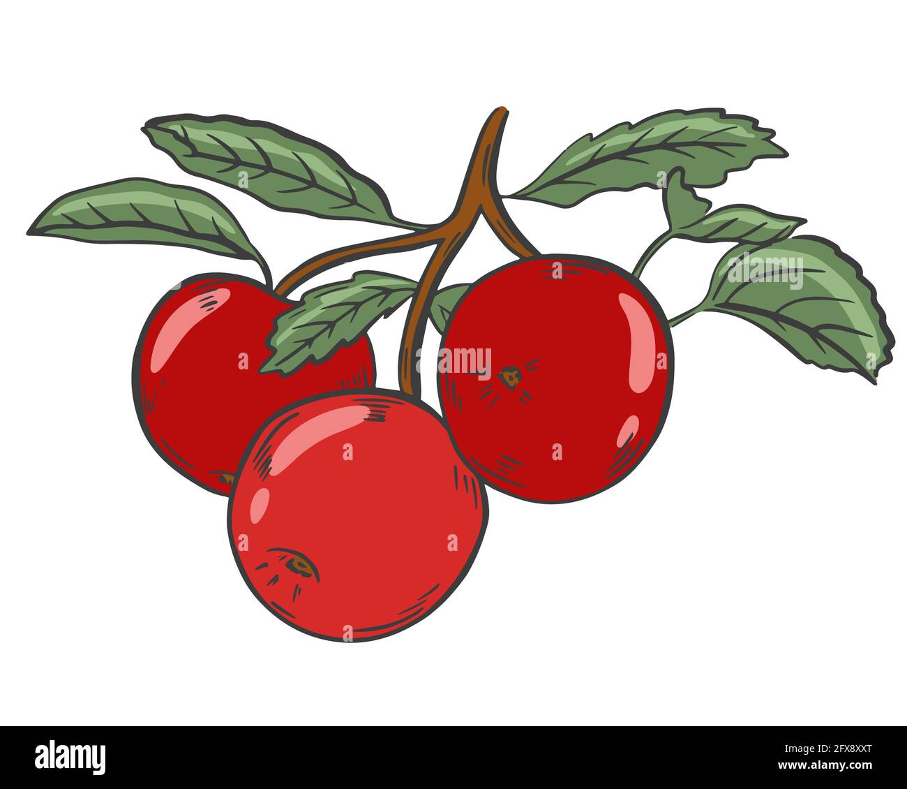 Three red apples on a branch with leaves, vector. Fruits harvested from the tree, collection of agricultural products. Whole apple. Hand drawing. Stock Vector