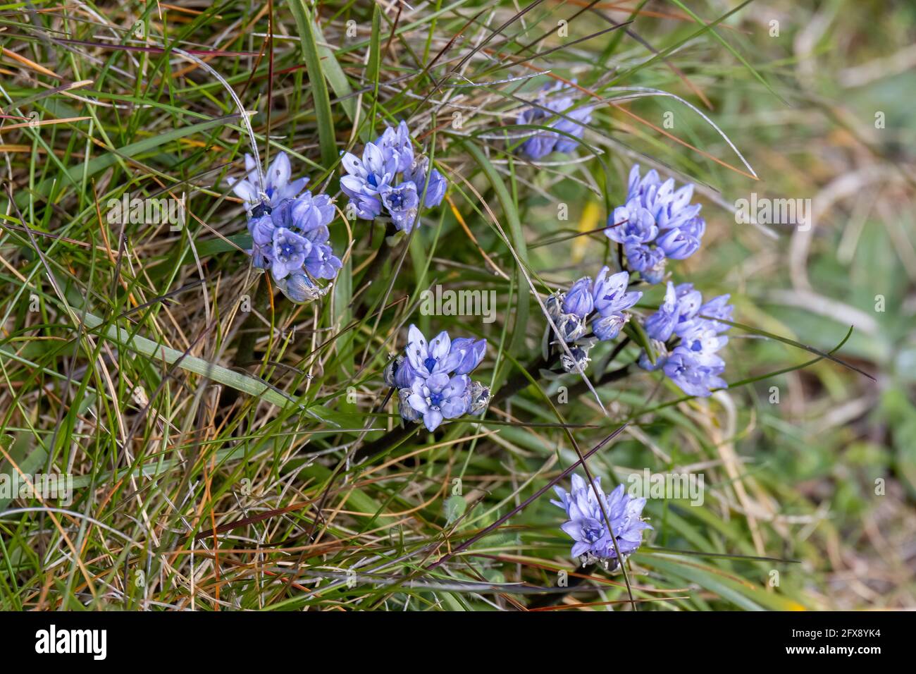 Chalk Milkwort (Polygala calcarea) flowering in springtime near ...