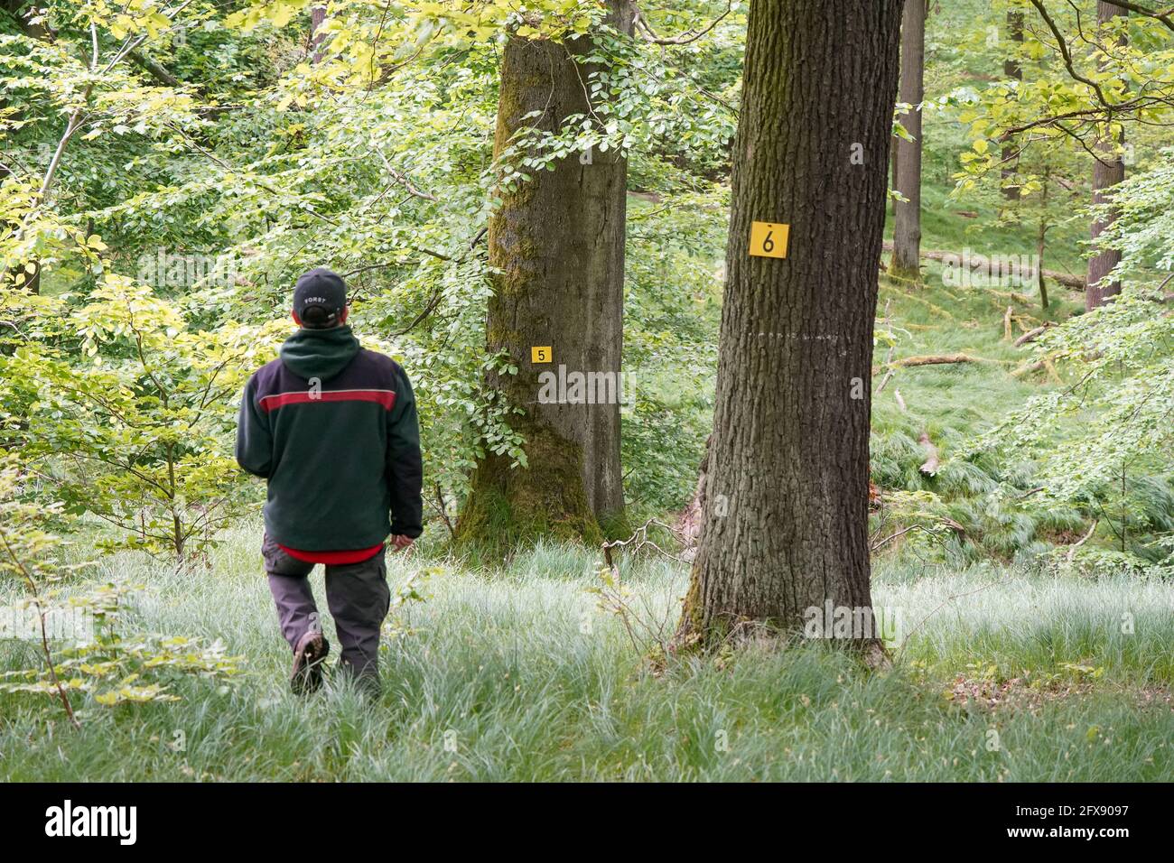 Leisnig, Germany. 26th May, 2021. Forester Tommy Schulze walks past numbered trees at the start of the Federal Forest Inventory in the Hohenweitzschner Forest near Leisnig in Saxony. The Federal Forest Inventory is a large-scale forest inventory prescribed by the Federal Forest Act. Credit: Peter Endig/dpa-Zentralbild/ZB/dpa/Alamy Live News Stock Photo