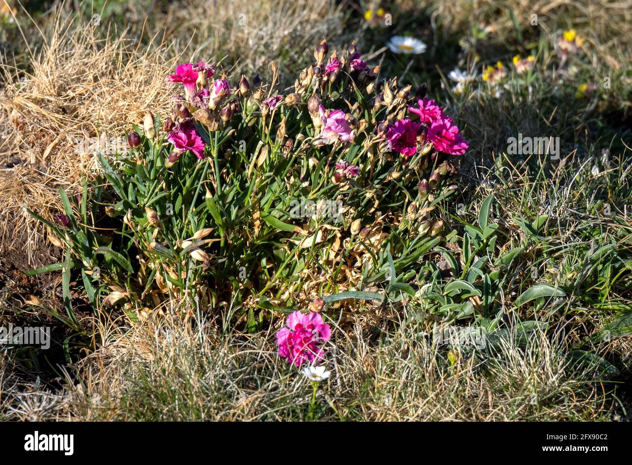 Wild Carnation (Dianthus caryophyllus) flowering in the spring sunshine at Kynance Cove Stock Photo