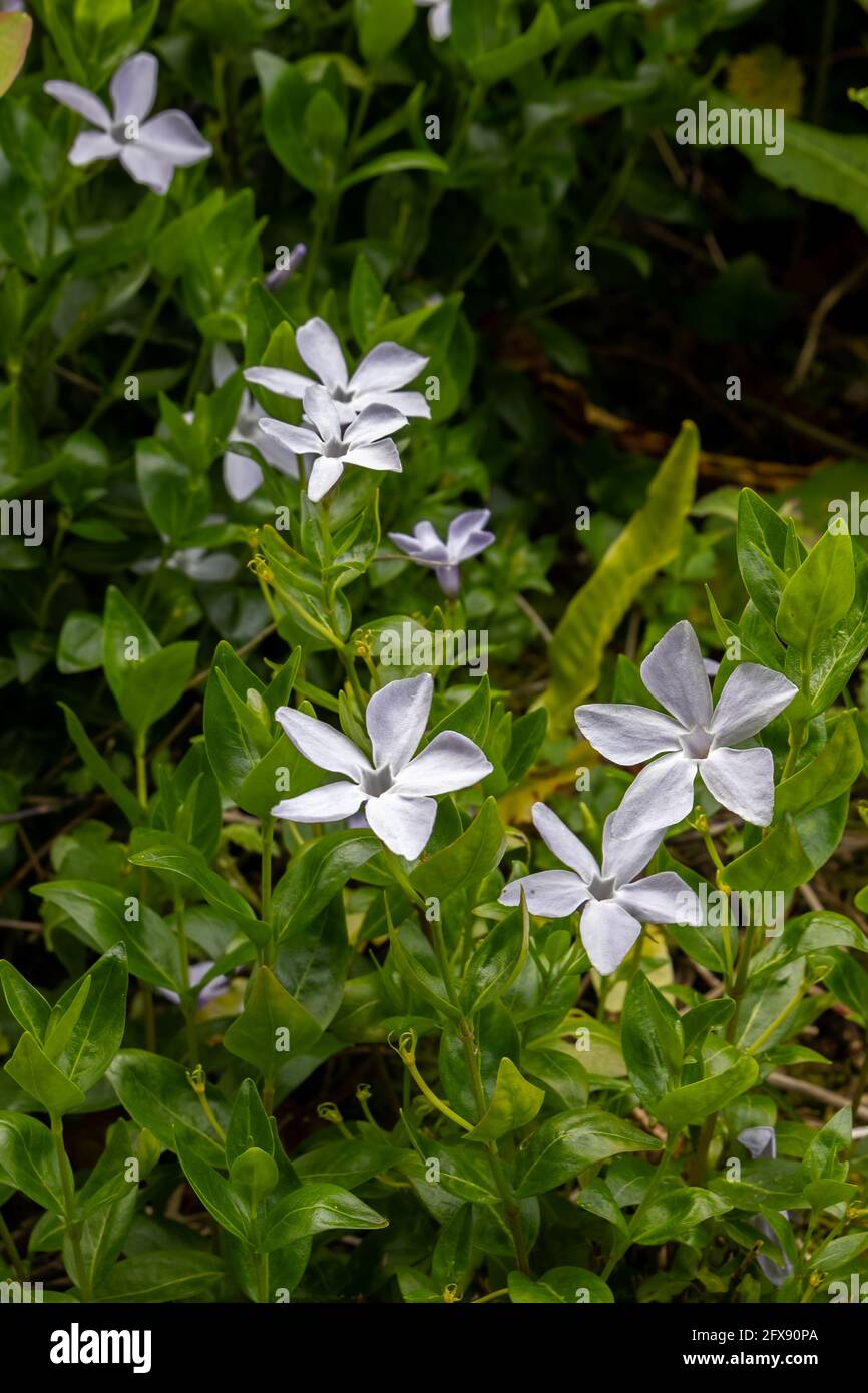 Intermediate Periwinkle (Vinca difformis Pourr.) flowering in Helston Cornwall Stock Photo