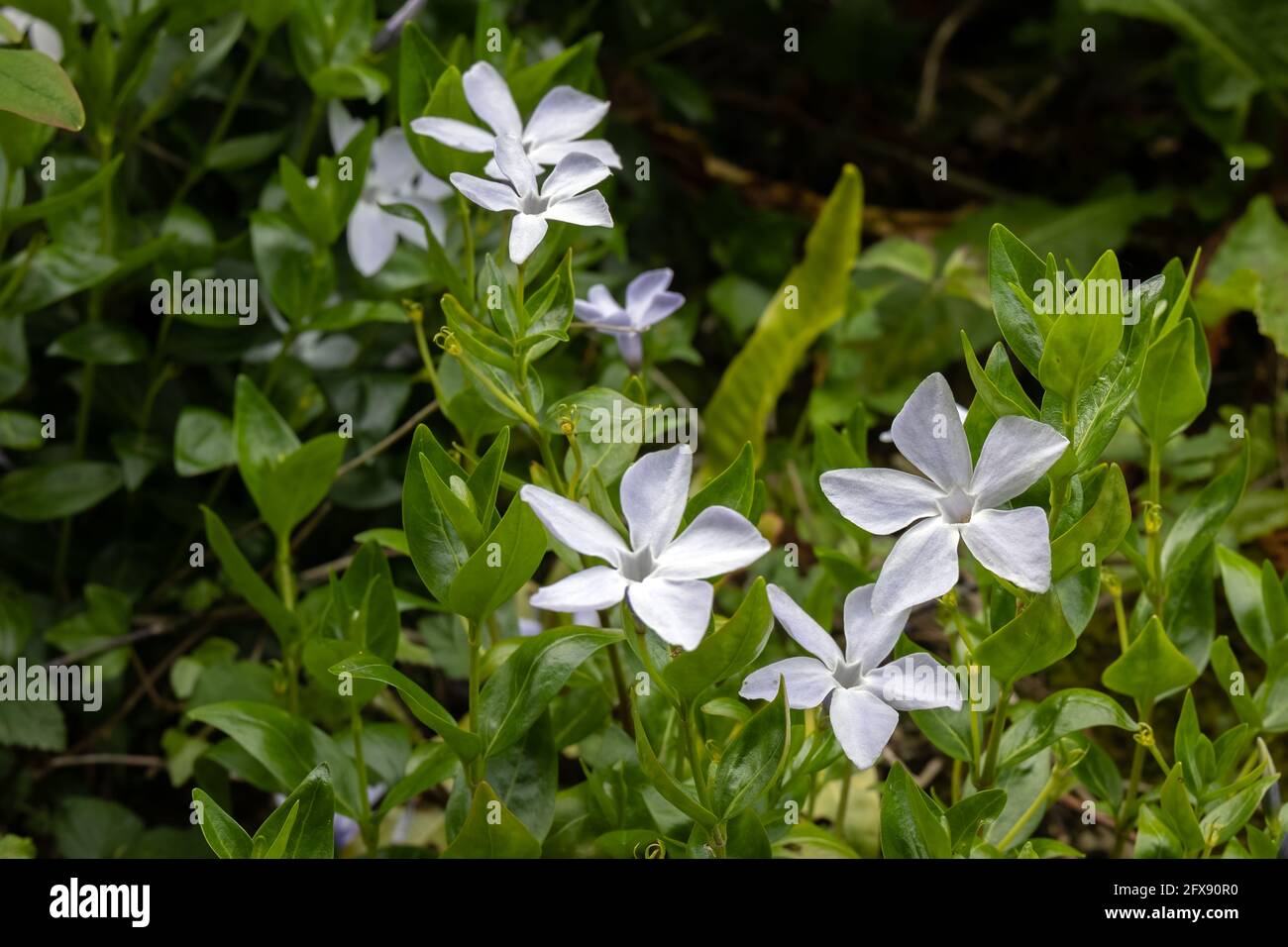 Intermediate Periwinkle (Vinca difformis Pourr.) flowering in Helston Cornwall Stock Photo