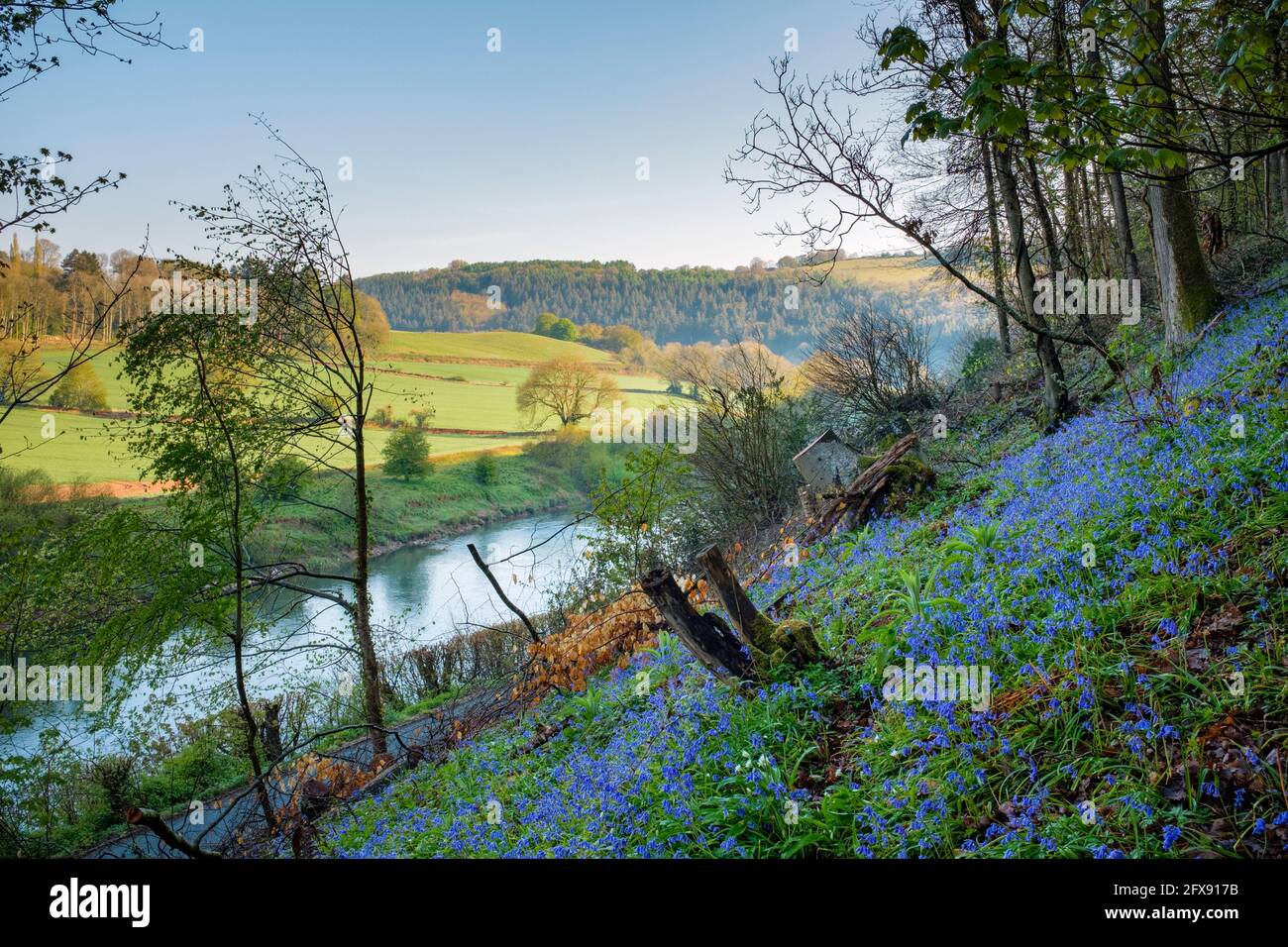 Bluebells in the lower Wye valley near Monmouth. Stock Photo