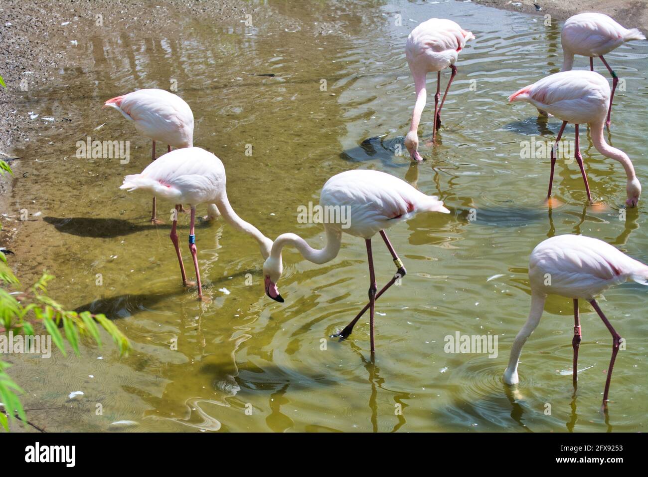 pink flamingos standing on one leg. Stock Photo