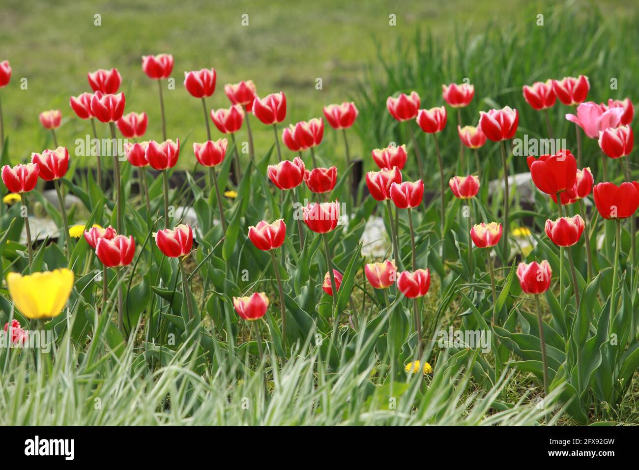bright red tulips bloom in spring Stock Photo