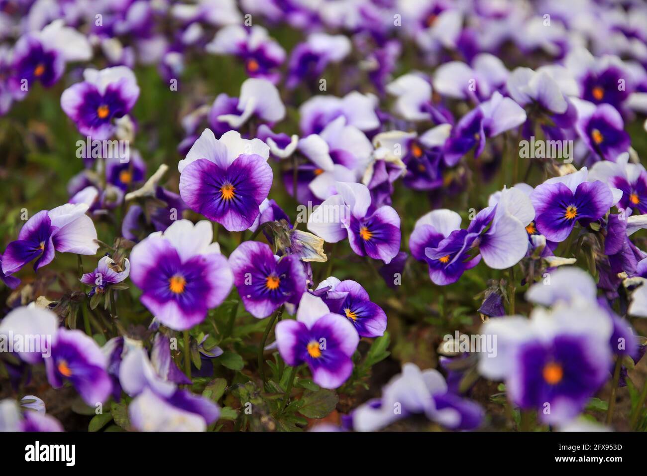 Colorful decoration of blooming flowers. Purple pansy flowers Stock Photo