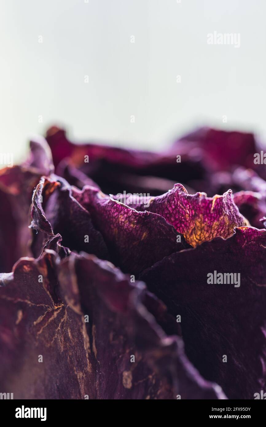 Old rose macro hi-res stock photography and images - Alamy