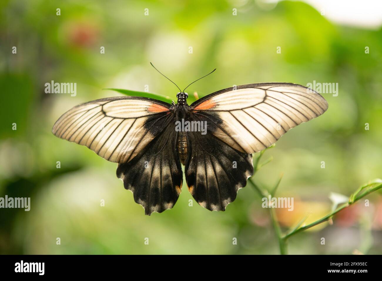 Natures angel. Tropical butterfly sit on green plant. Beautiful butterfly on natural background Stock Photo
