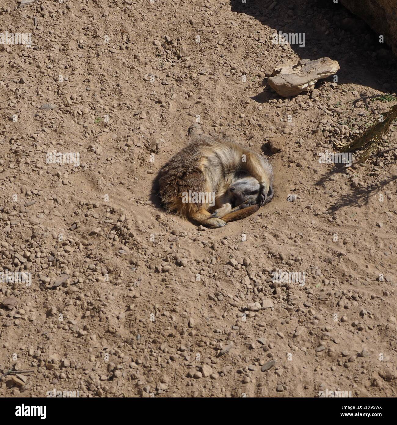Sunbathing Meerkat Stock Photo