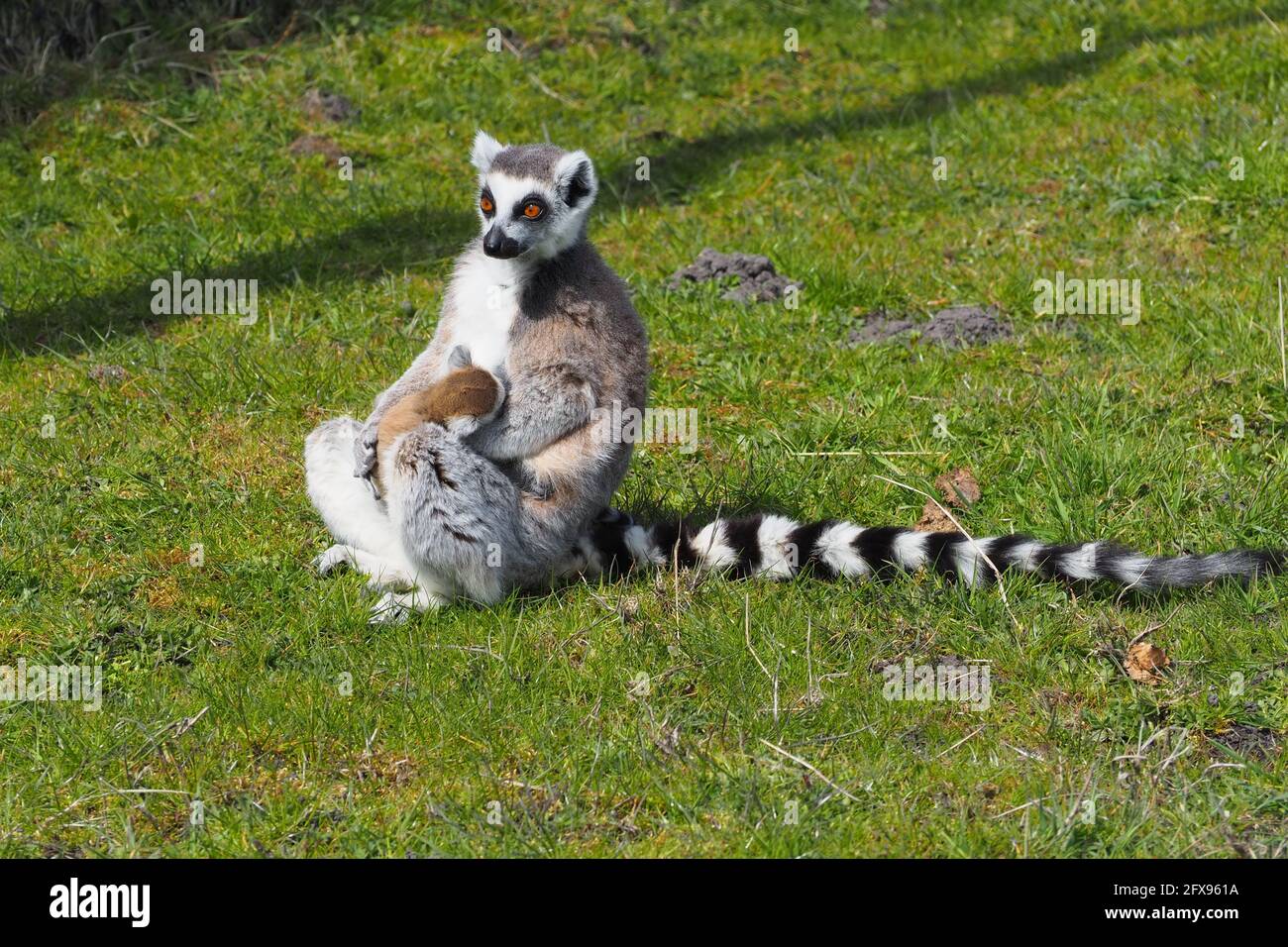 Ring tail Lemur nursing her baby Stock Photo
