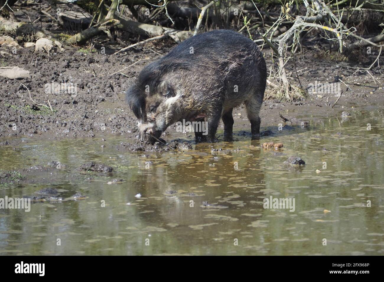 The king of cool, the Visayan Warty Pig Stock Photo