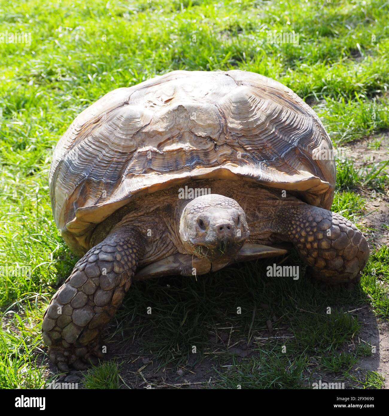 Jack the African Spurred Tortoise taking a stroll Stock Photo