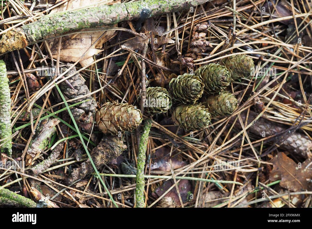 Forest floor covering in Autumn with pine cones Stock Photo