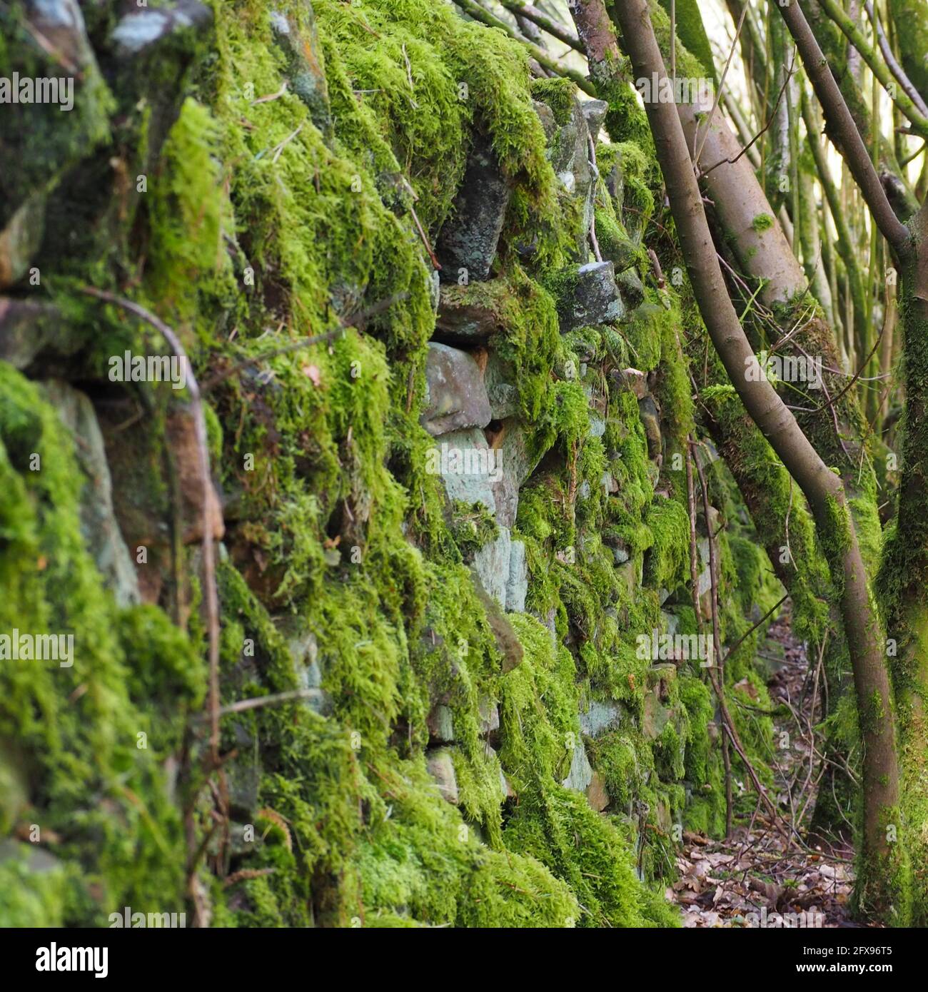 Moss covered wall in Macclesfield Forest Stock Photo Alamy