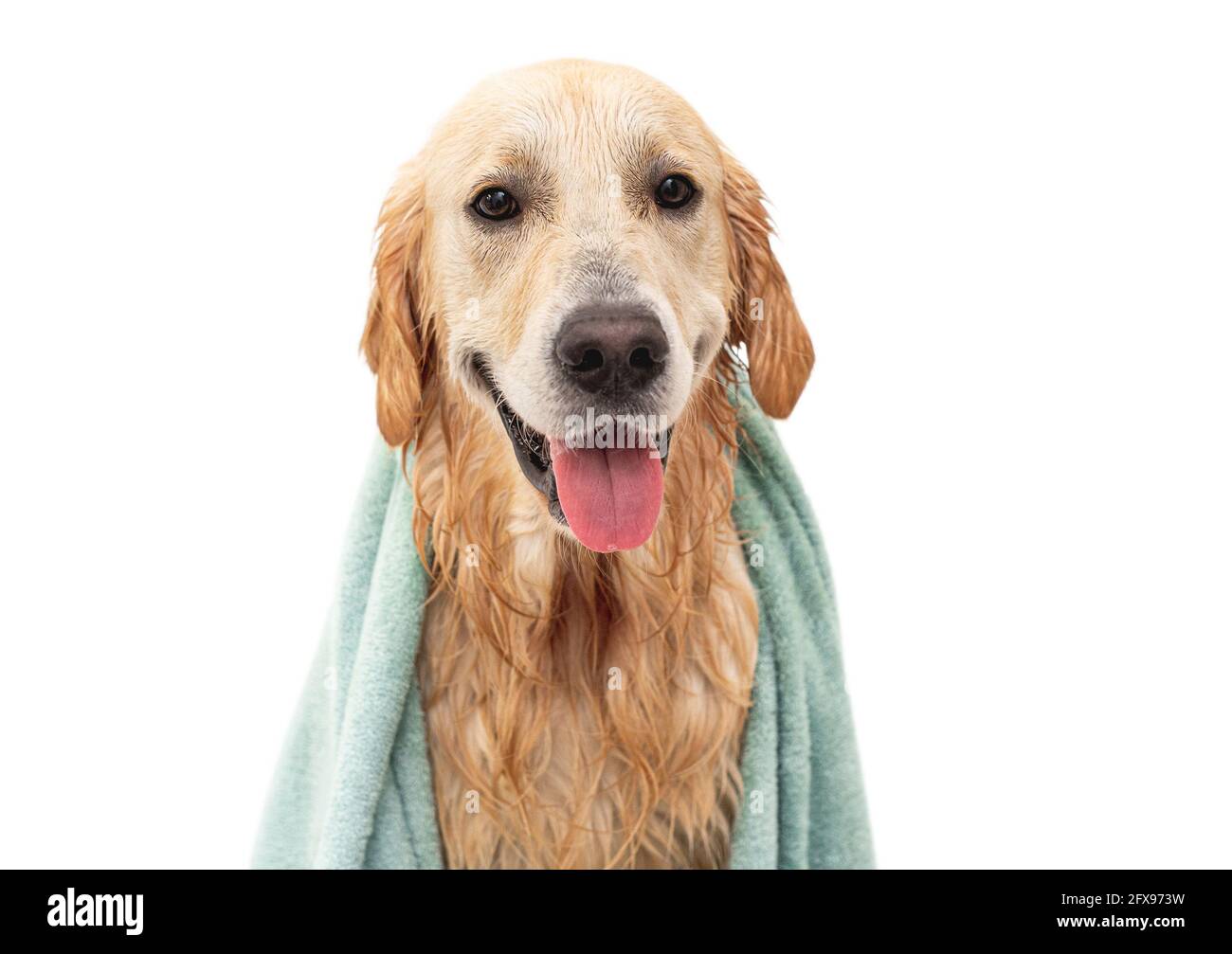 Golden retriever dog in bathtub after washing Stock Photo