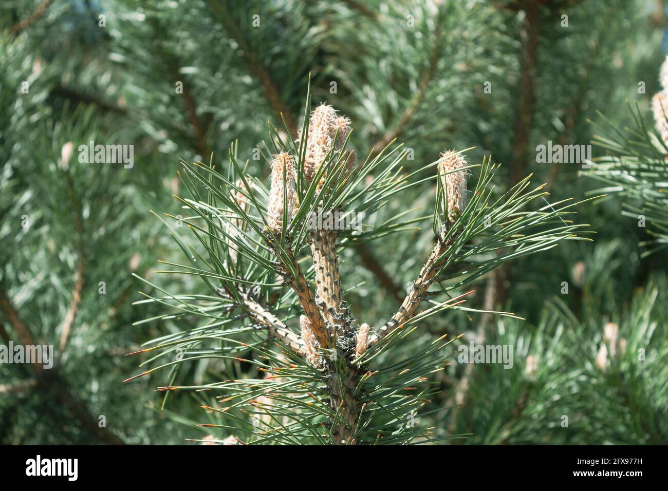 Young inflorescence on a pine branch in the spring. Inflorescence of a fluffy sprout and cones on pine branches. Flowering mediterranean pine Stock Photo