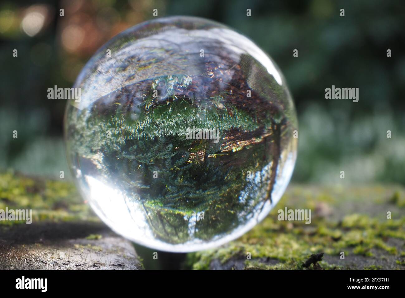 Lens Ball, in a woodland setting Stock Photo