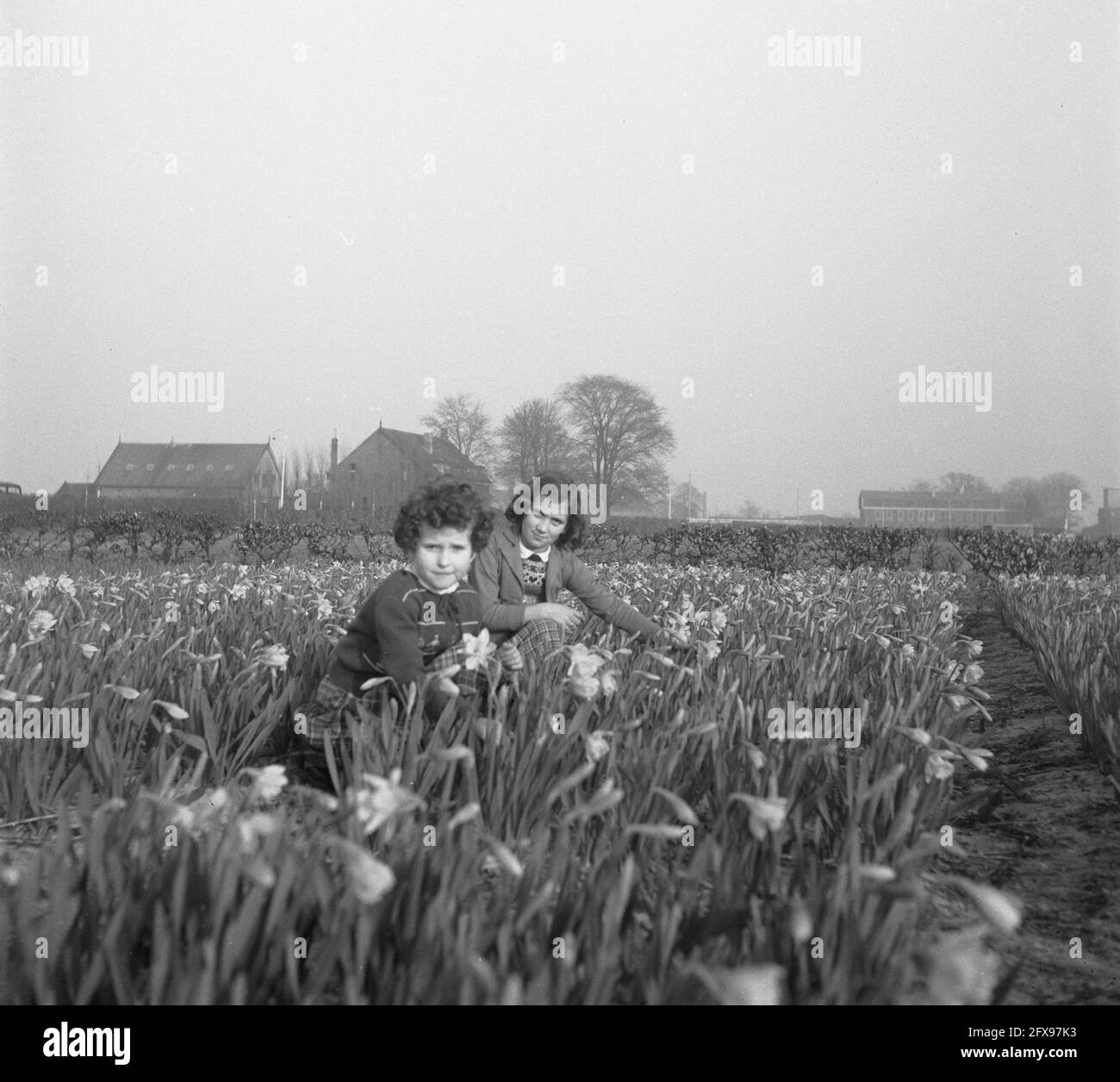 Flower plate girls in daffodil field, March 20, 1952, GIRLS, The Netherlands, 20th century press agency photo, news to remember, documentary, historic photography 1945-1990, visual stories, human history of the Twentieth Century, capturing moments in time Stock Photo