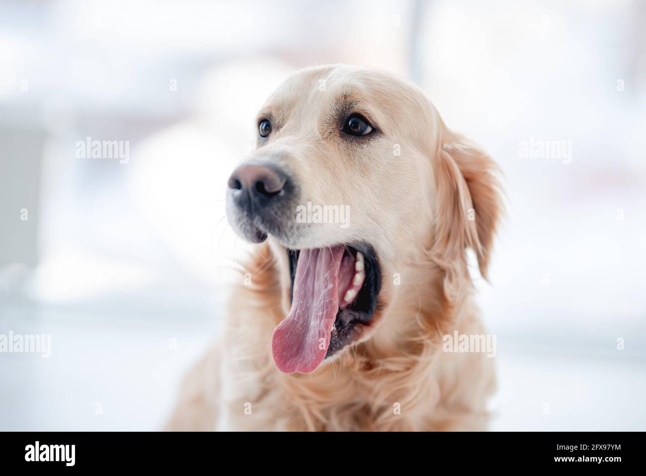 Golden retriever dog with open mouth Stock Photo