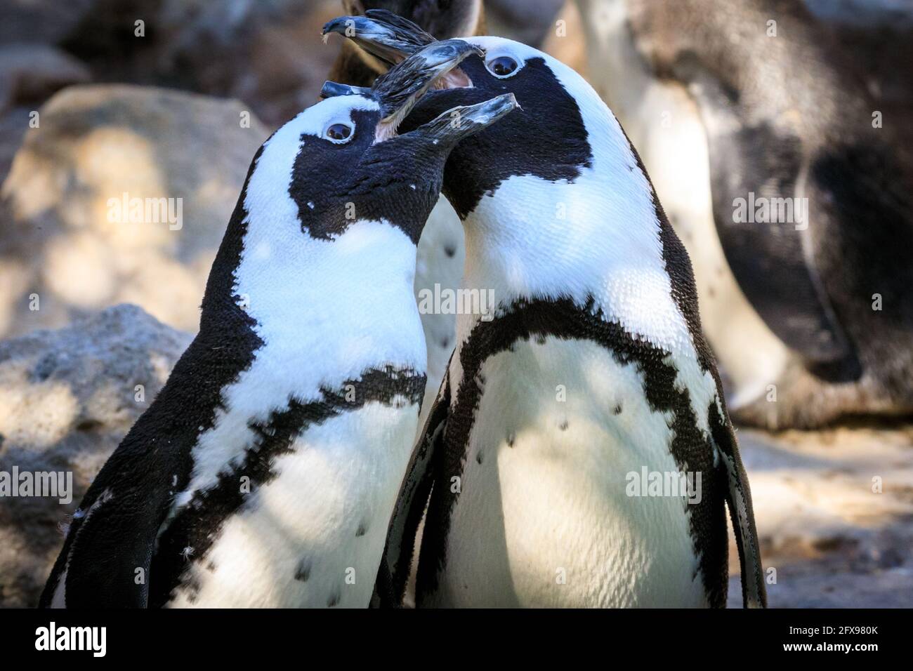 Two African penguins (Spheniscus demersus), also known as the Cape penguin or South African penguin, courting Stock Photo