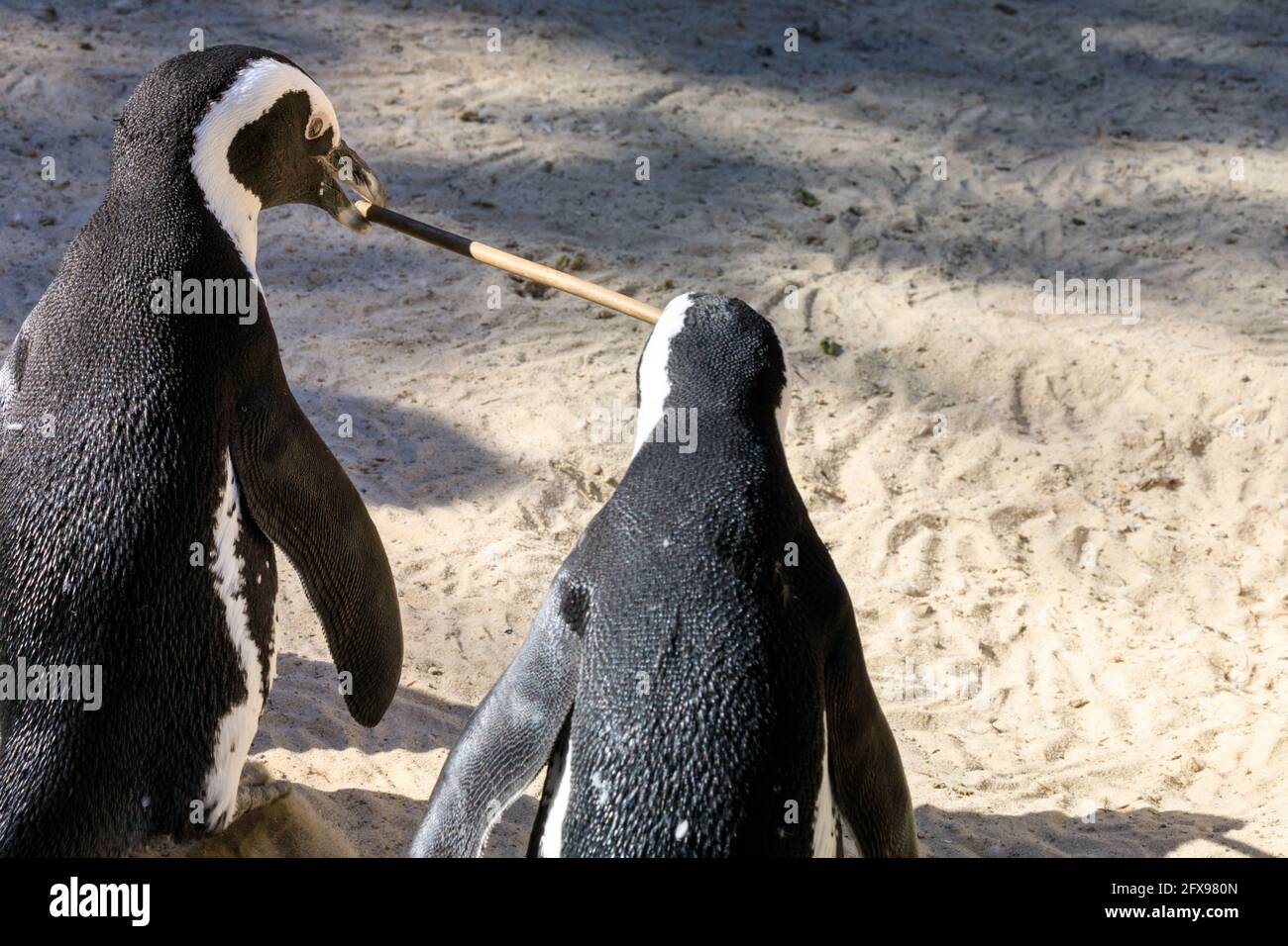 Two African penguins (Spheniscus demersus), also known as the Cape penguin, carry a twig together Stock Photo