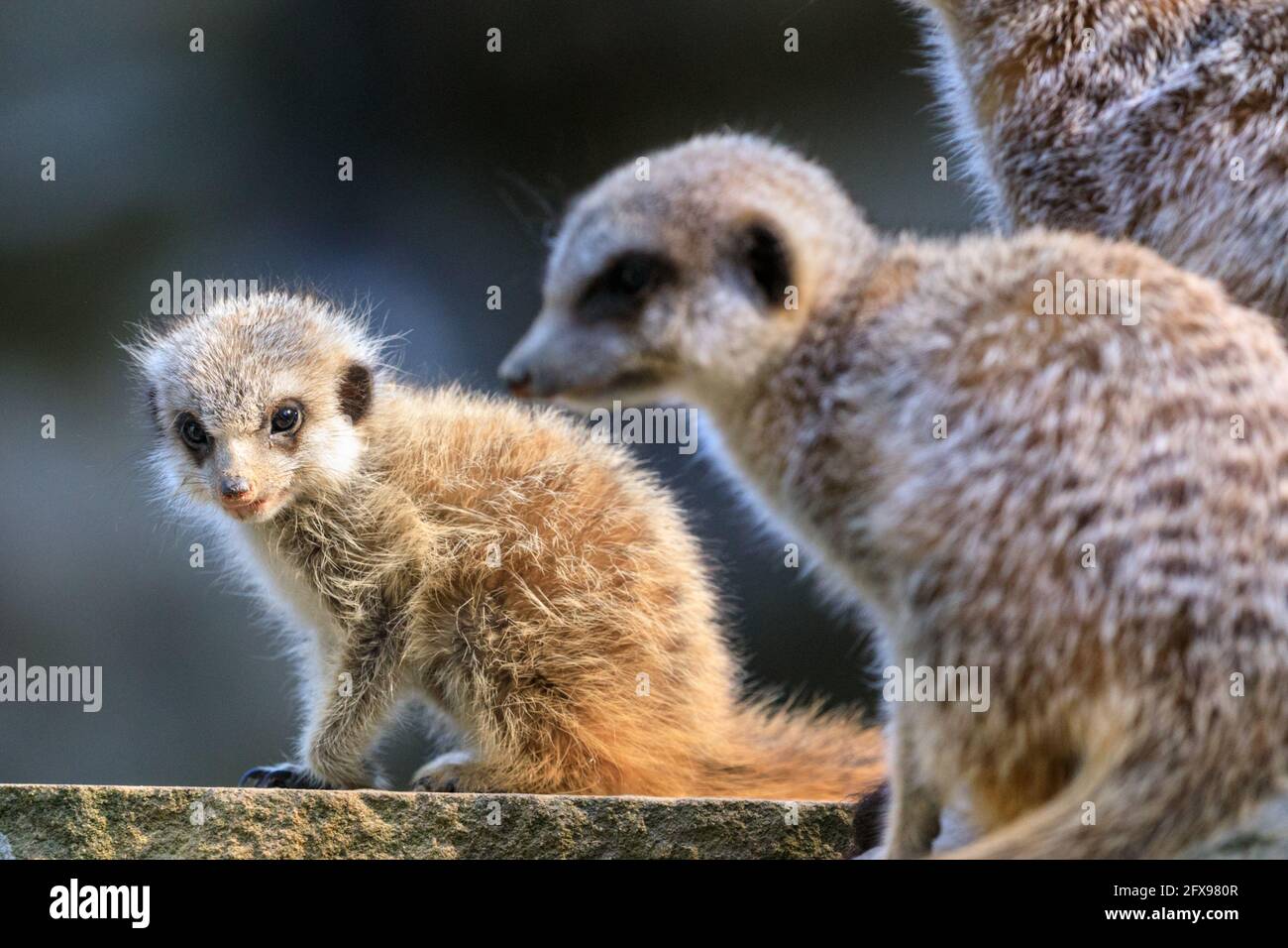 Meerkat baby, juvenile meerkat (suricata suricatta), with adults Stock Photo