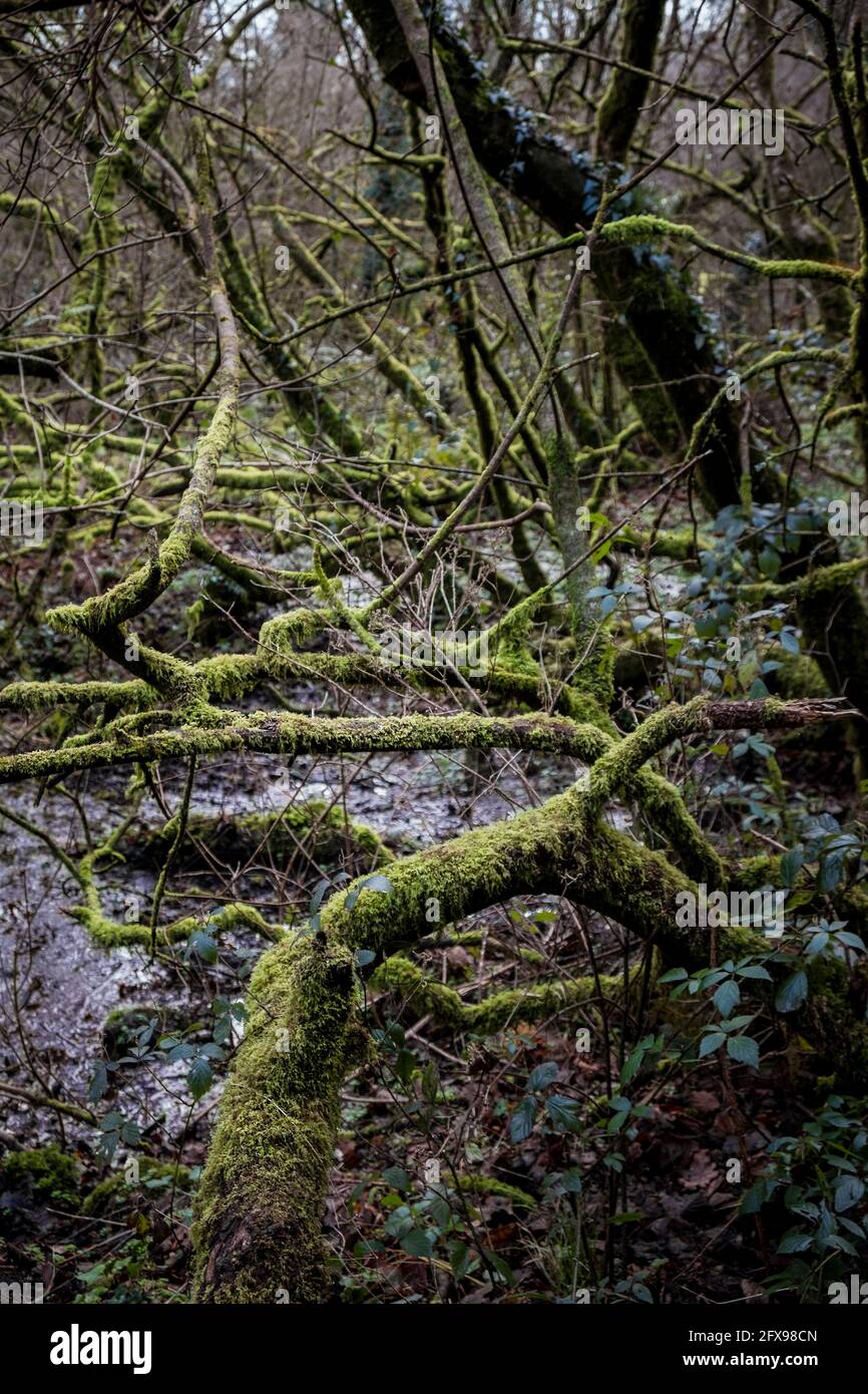 Moss covered branches in the atmospheric Metha Woods in Lappa Valley near St Newlyn East in Cornwall. Stock Photo