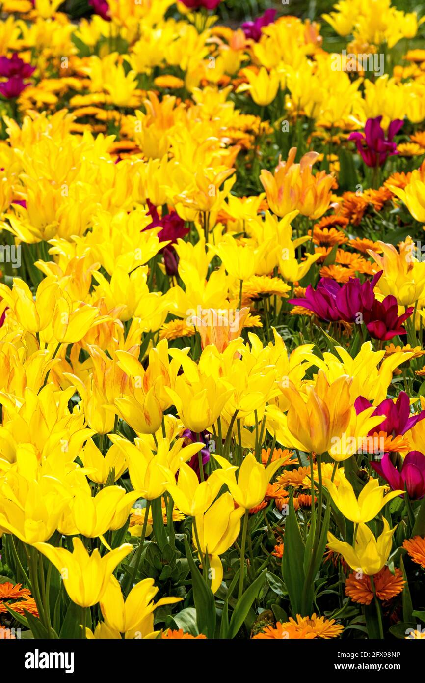 Mass planting of lily-flowered goblet shaped tulips Aladdin in a garden. Stock Photo