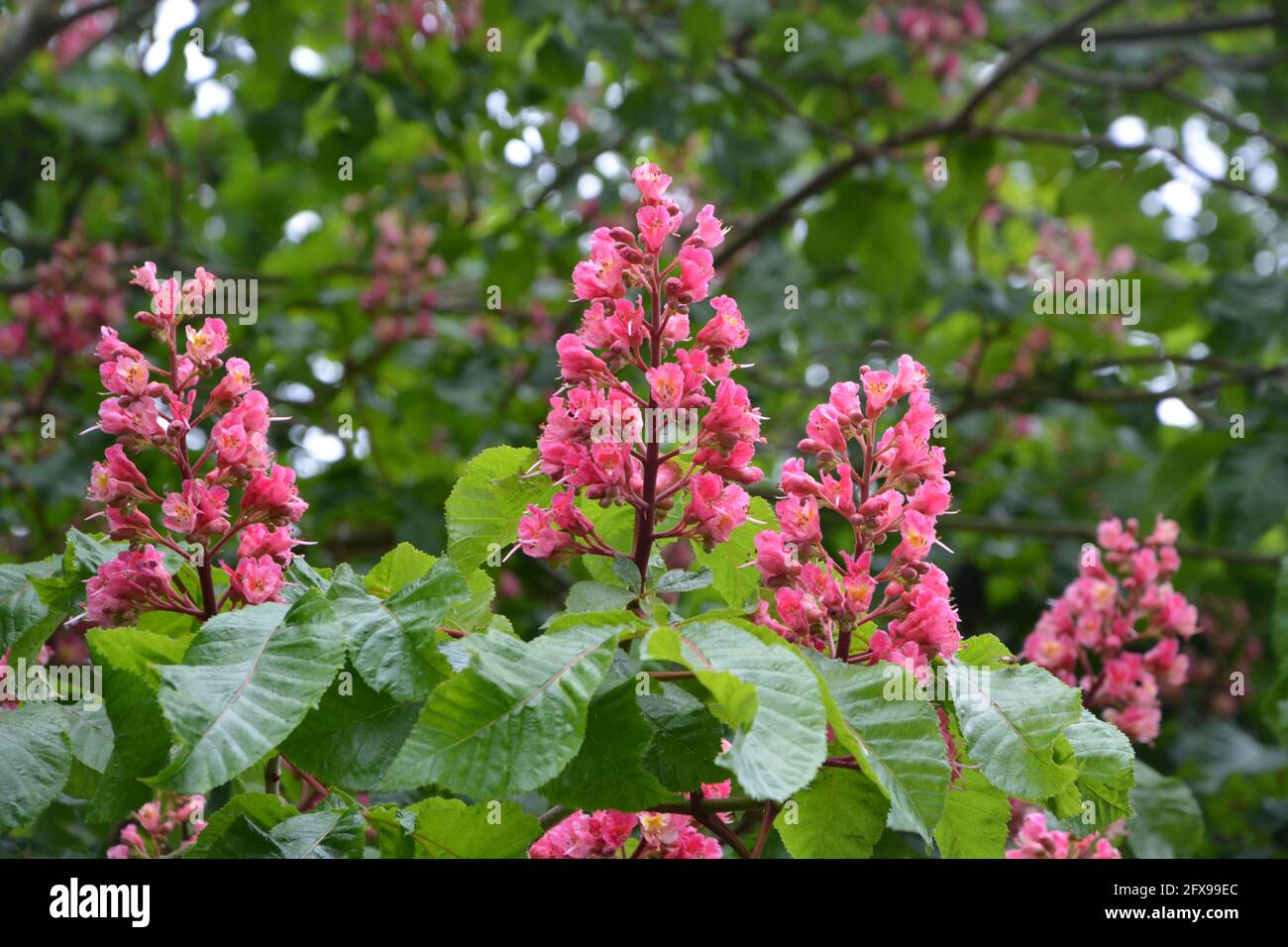 Red Horse Chestnut Tree, Red Horse-Chestnut Free, Aesculus Hippocastanum UK Close UP Stock Photo