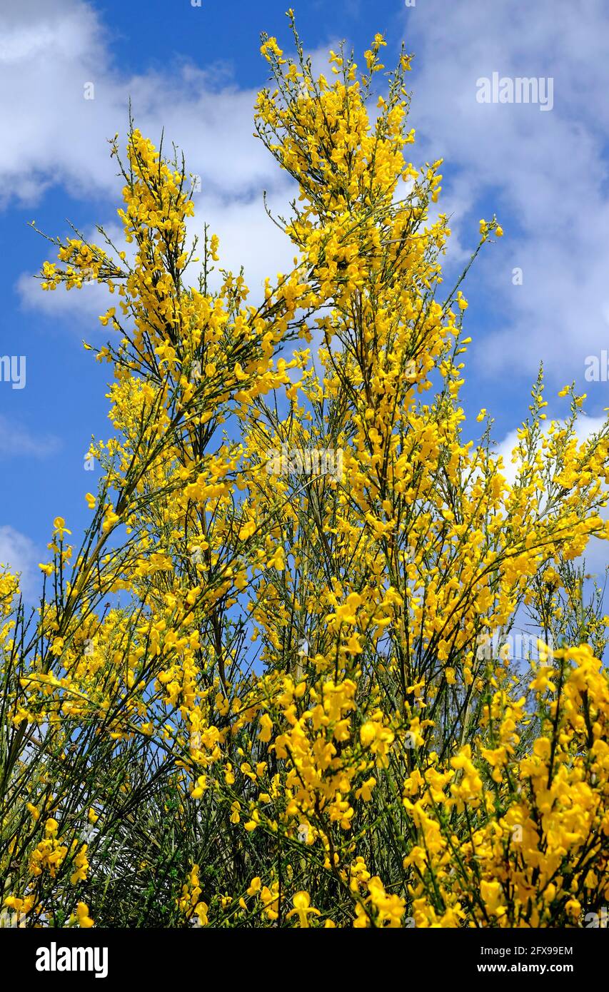 flowering broom tree, cytisus scoparius, norfolk, england Stock Photo
