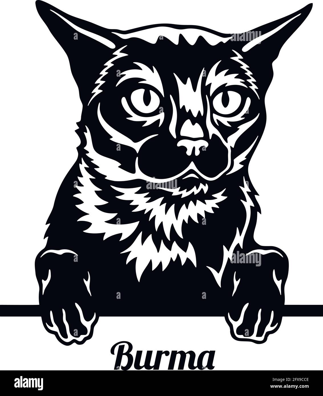 Burma Cat - Cat breed. Cat breed head isolated on a white background - vector stock Stock Vector