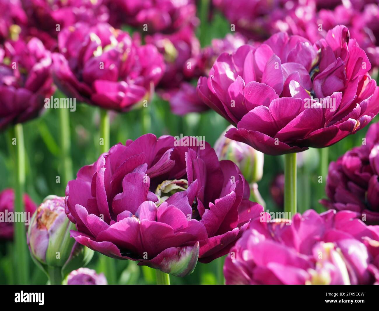 Purple tulips in the garden Stock Photo
