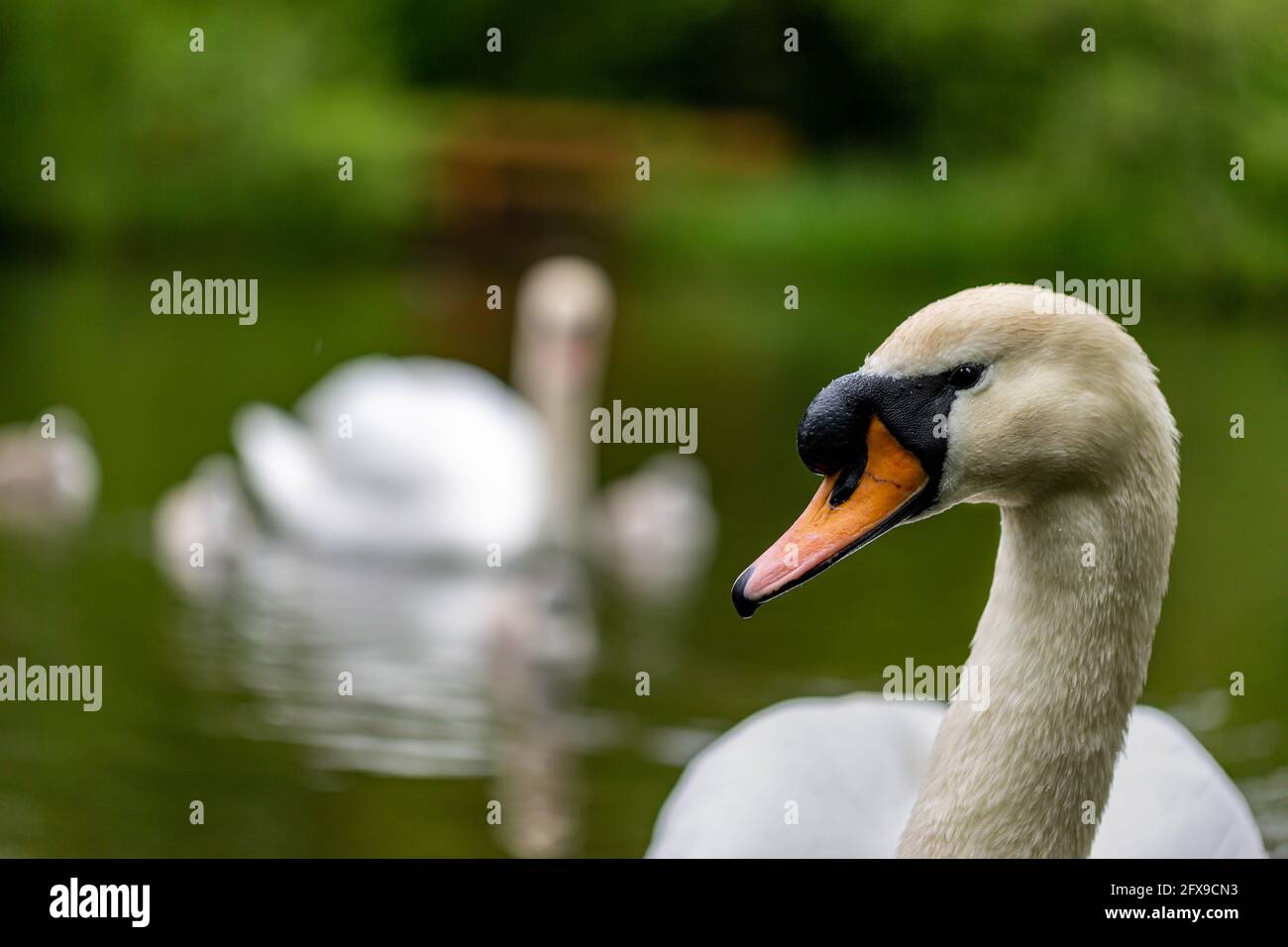 Cygnets. White Mute Swan (Cygnus olor),family an adult and several cygnets swimming in water in late Spring in the UK. White Mute cygnets. Stock Photo