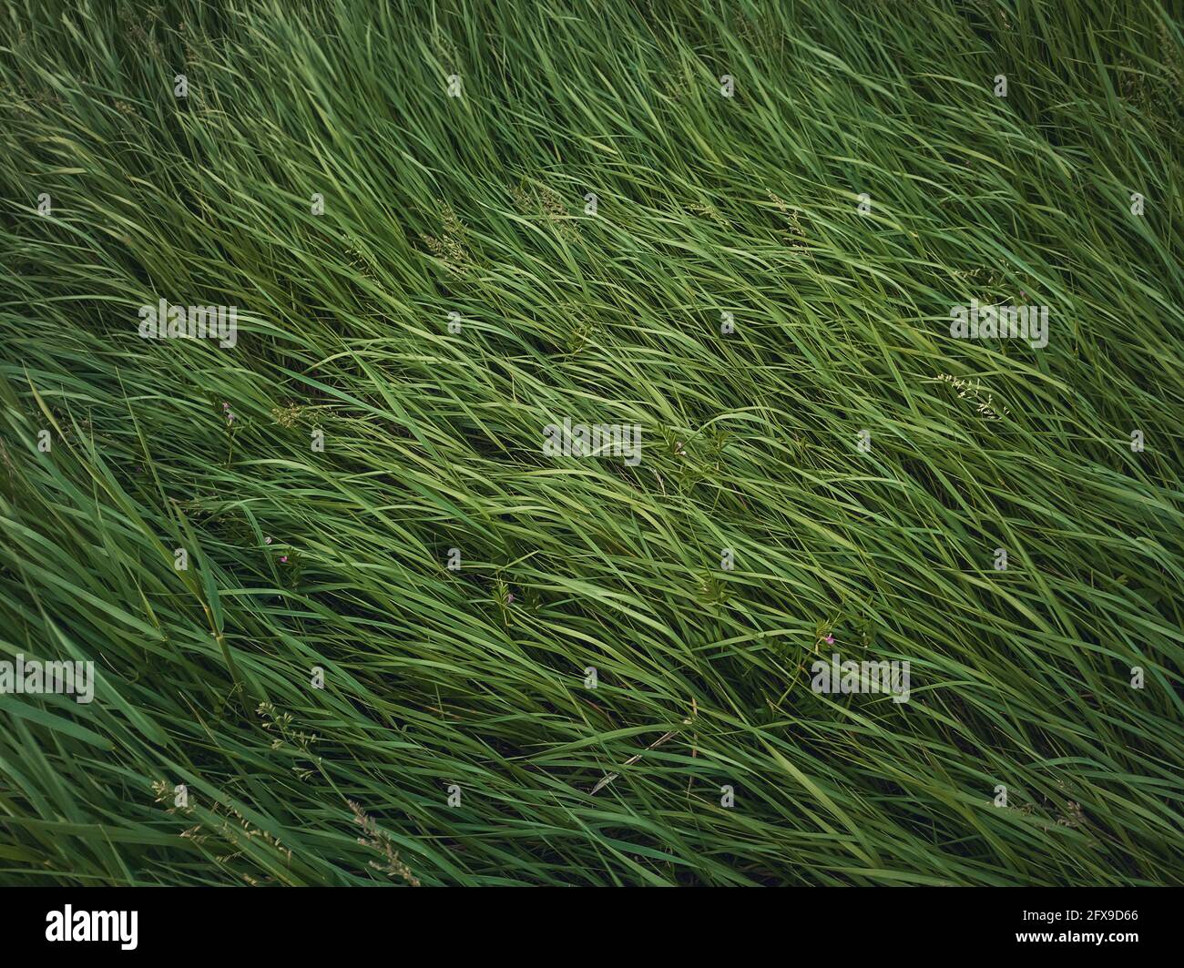 Closeup wild green grass sway in the wind. Greening plants on a picturesque summer meadow. Different herb and vegetation. Idyllic rural field texture, Stock Photo