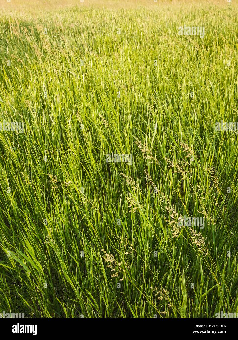 Blooming wild bromus madritensis, foxtail brome plants, on a picturesque summer meadow. Different greening herb, vertical shot. Idyllic rural nature, Stock Photo