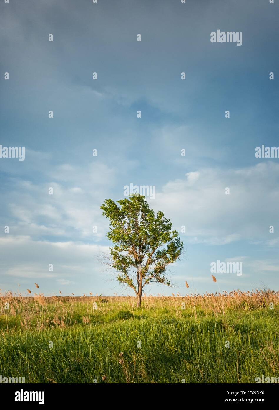 Picturesque summer landscape with a solitary tree in the meadow ...