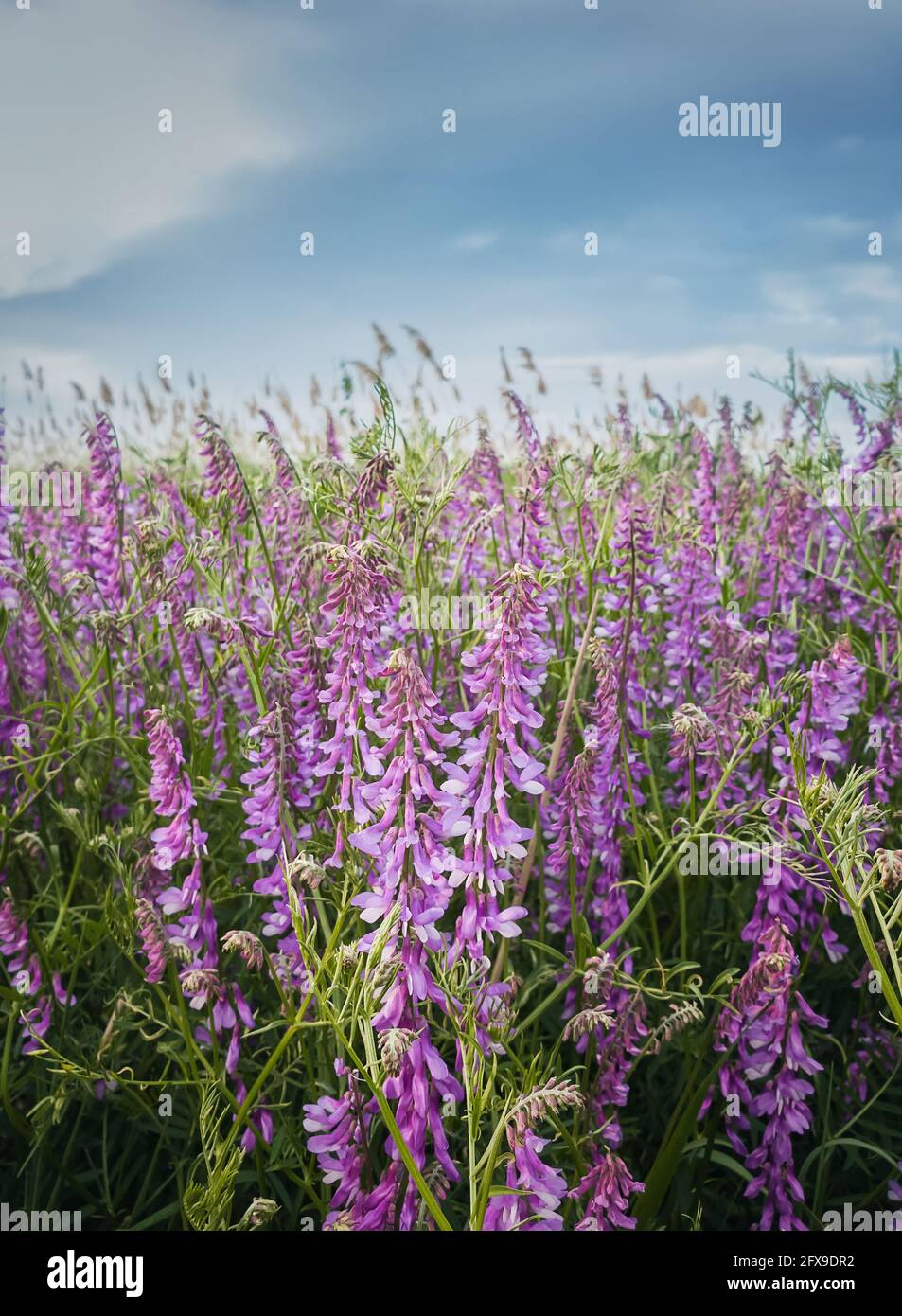 Purple meadow of blooming tufted vetch flowers. Wild vicia cracca, a scrambling plant with violet petals, similar to pea vegetation. Closeup picturesq Stock Photo