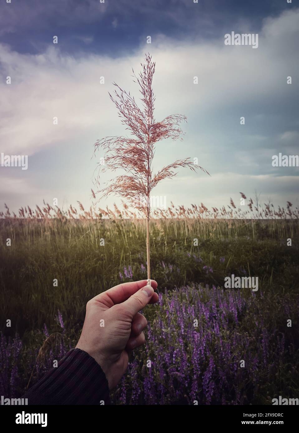 Closeup man hand holding a dry reed flower seeds against picturesque ...