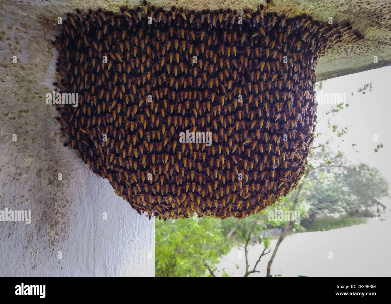 Big Wild Honeybee Beehive On A Ceiling Of A Building Stock Photo - Alamy